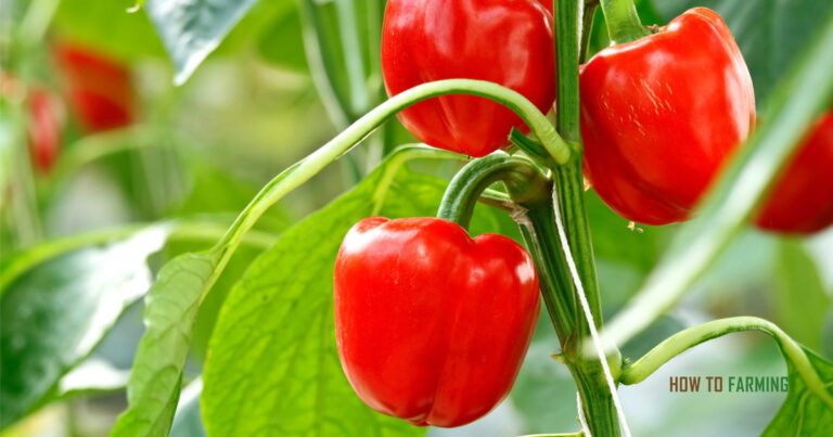 How to Grow Bell Peppers