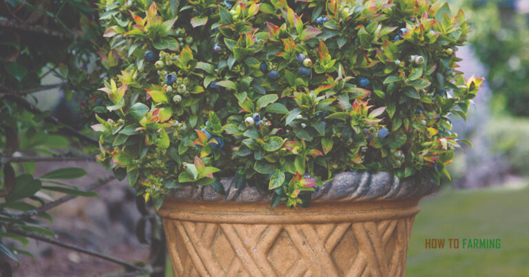 How to Grow Blueberries in Pots