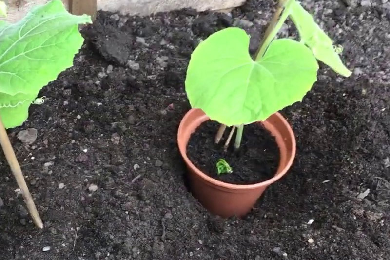 How to Grow Bottle Gourd in Pots