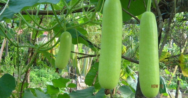 How to Grow Bottle Gourds