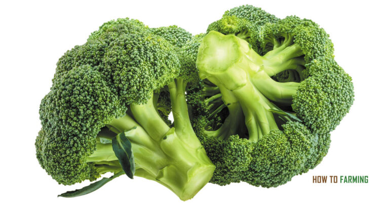 How to Grow Broccoli from Stem