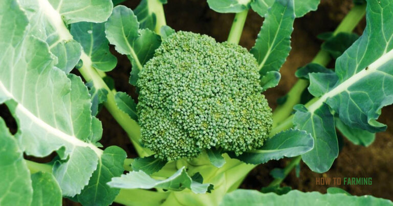 How to Grow Broccoli in Containers