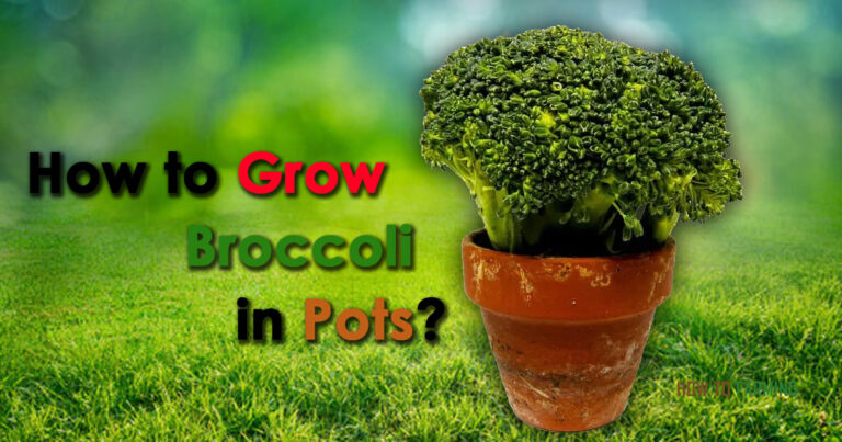 How to Grow Broccoli in Pots