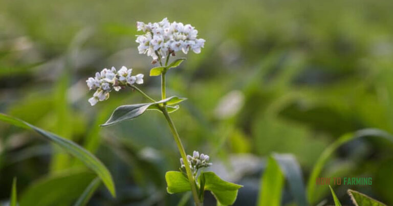 How to Grow Buckwheat for Grain
