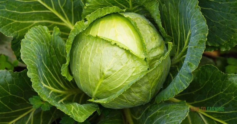 How to Grow Cabbage in Pots
