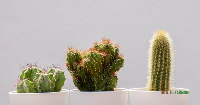 How to Grow Cactus From Cuttings