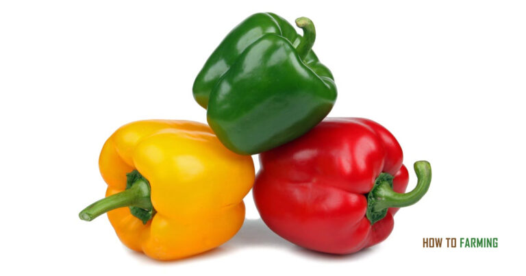 How to Grow Capsicum