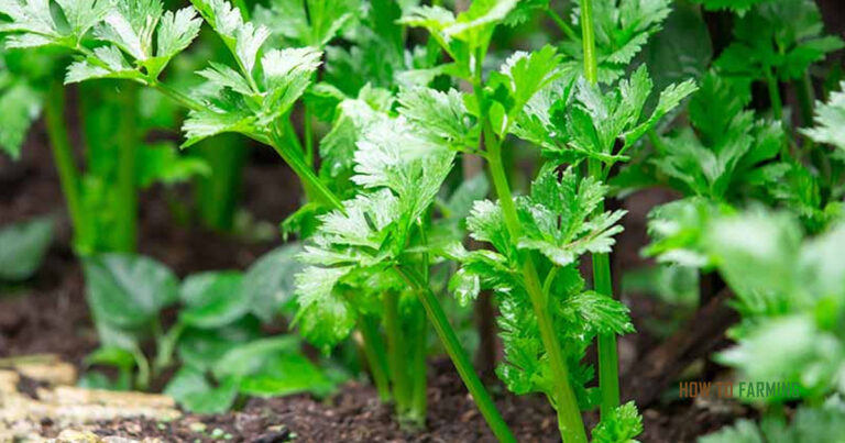 How to Grow Celery from Seeds
