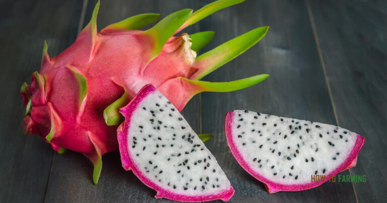 How to Grow Dragon Fruit