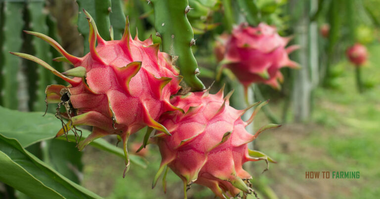 How to Grow Dragon Fruit in Islands