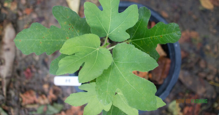 How to Grow Fig Tree From Cutting