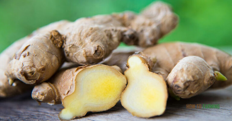 How to Grow Ginger in Water