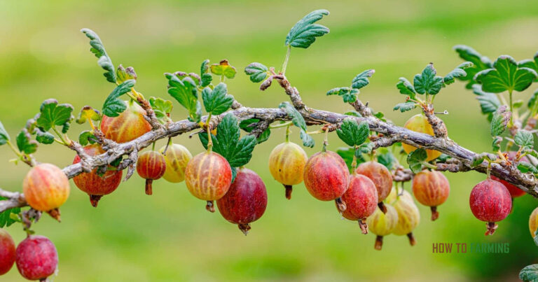 How to Grow Gooseberries