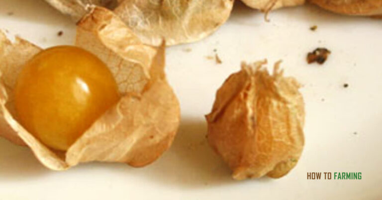 How to Grow Gooseberries From Seed