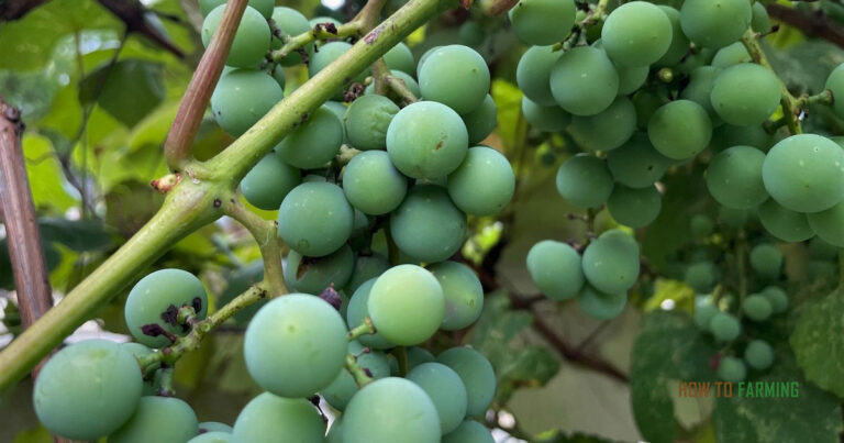 How to Grow Grapes from Cuttings
