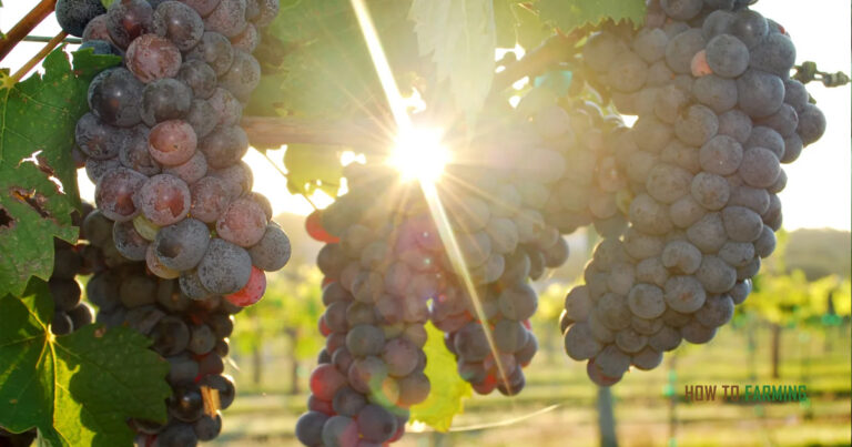 How to Grow Grapes in Florida