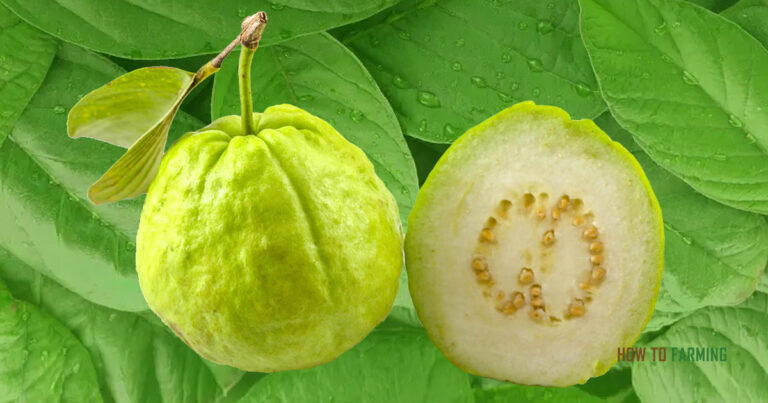 How to Grow Guava Tree in Containers