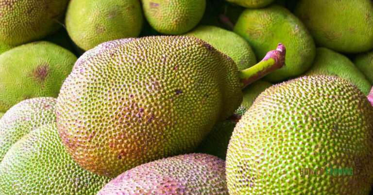 How to Grow Jackfruit
