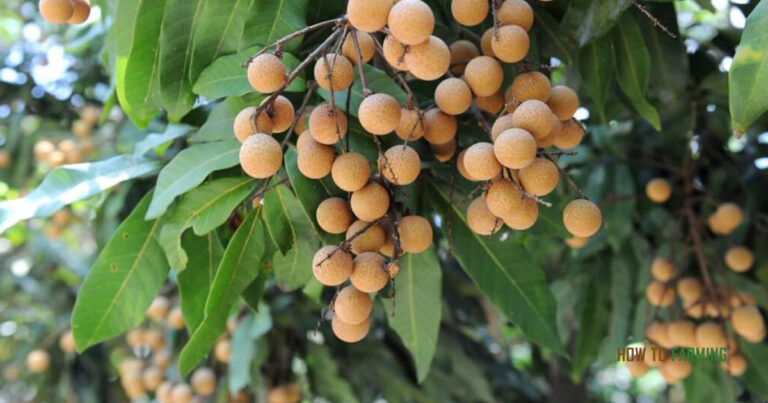 How to Grow Longan from Seed