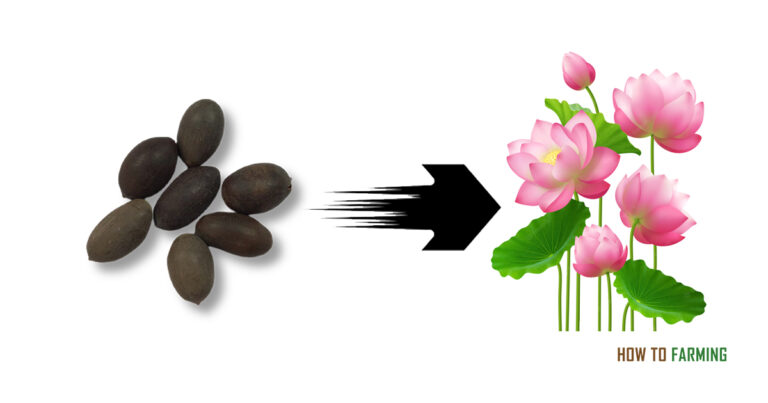 How to Grow Lotus From Seed