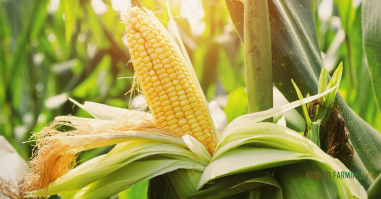 How to Grow Maize at Home