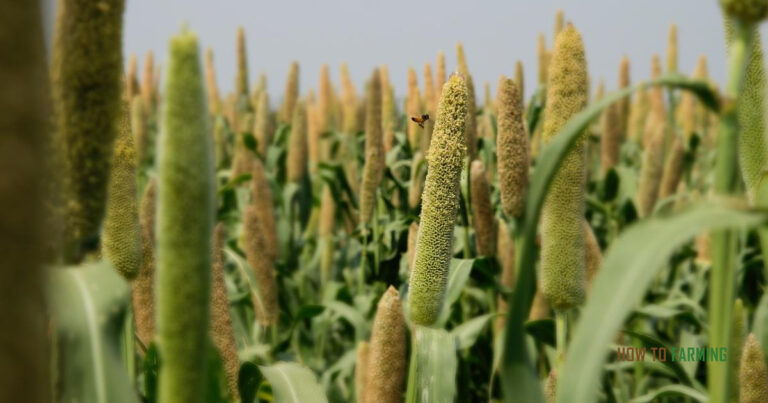 How to Grow Millet at Home