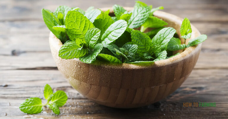 How to Grow Mint From Cuttings