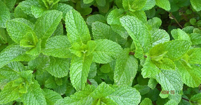 How to Grow Mint in Water
