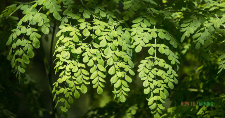 How to Grow Moringa from Seed