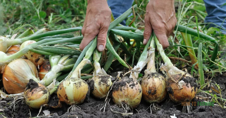 How to Grow Onions