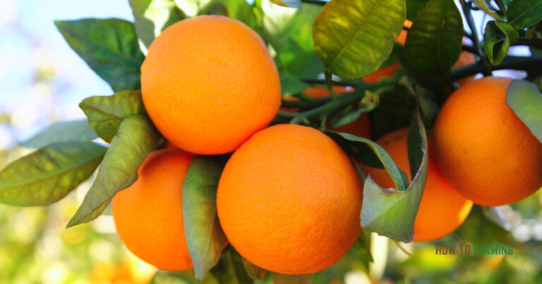 How to Grow Orange Trees in Pots