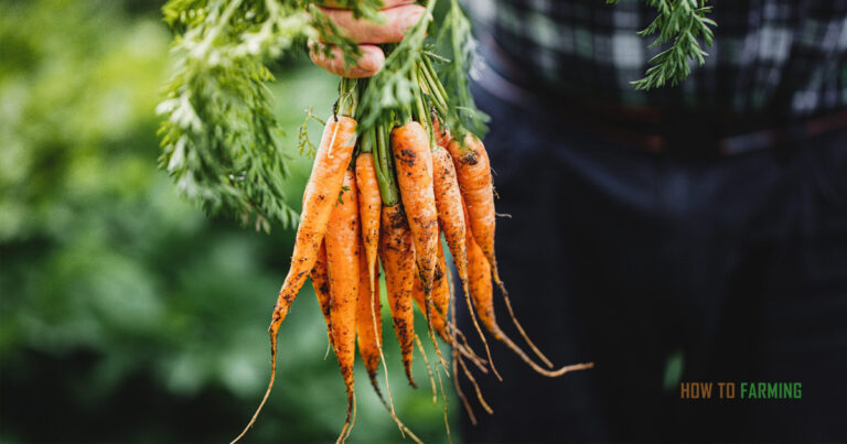 How to Grow Organic Carrots