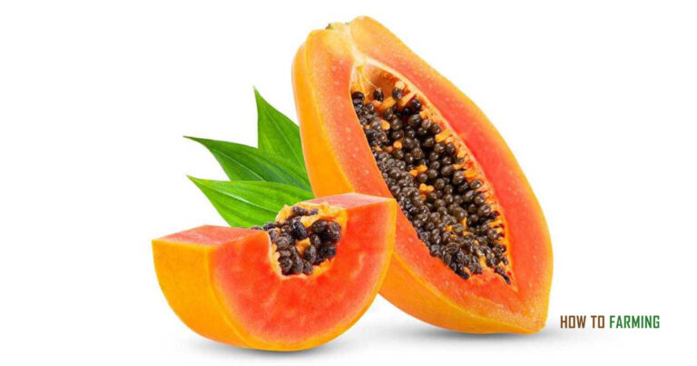 How to Grow Papaya from Seeds