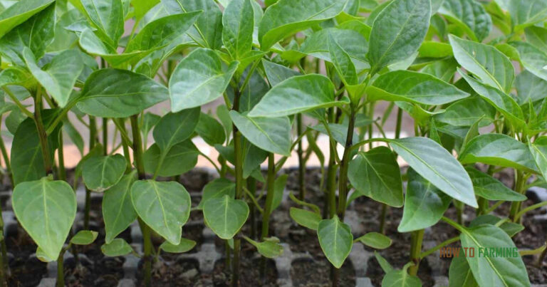 How to Grow Peppers from Seeds