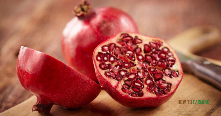 How to Grow Pomegranate