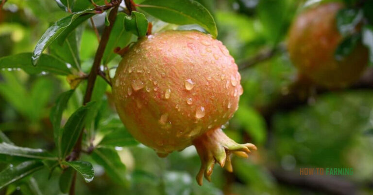 How to Grow Pomegranate From Cuttings