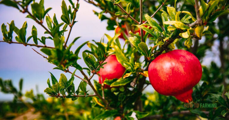 How to Grow Pomegranate in Container