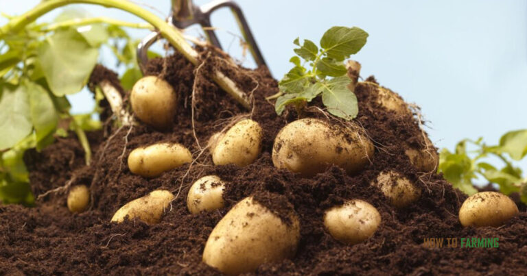 How to Grow Potatoes in a Bucket