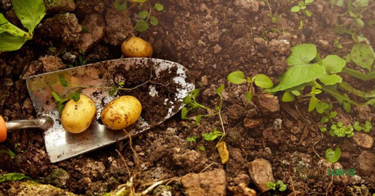 How to Grow Potatoes in a Container