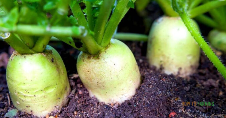 How to Grow Radish in Pots