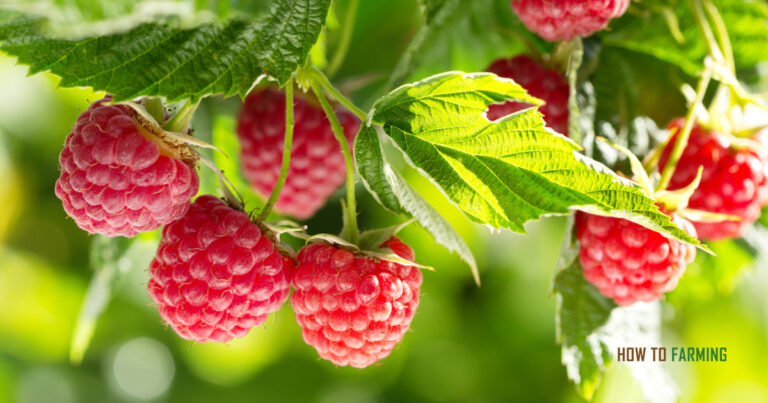 How to Grow Raspberries from Seed