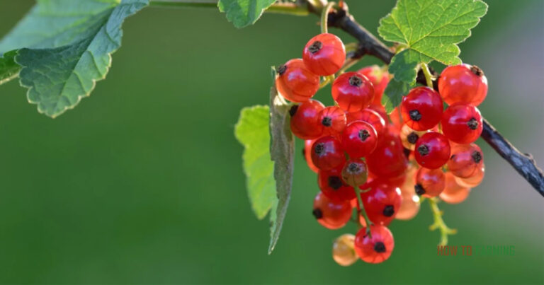 How to Grow Red Currants