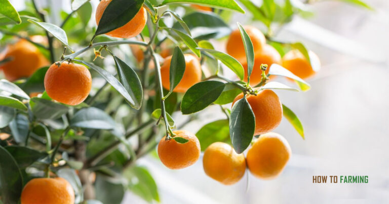 How to Grow Satsumas from Seed