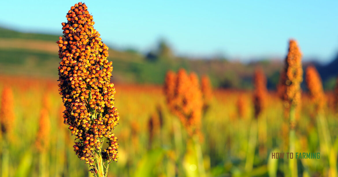 How to Grow Sorghum from Seed