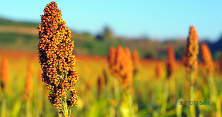 How to Grow Sorghum from Seed