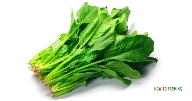 How to Grow Spinach Indoors