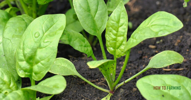 How to Grow Spinach in Pots
