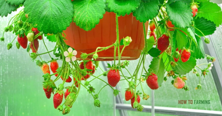 How to Grow Strawberries in Pots