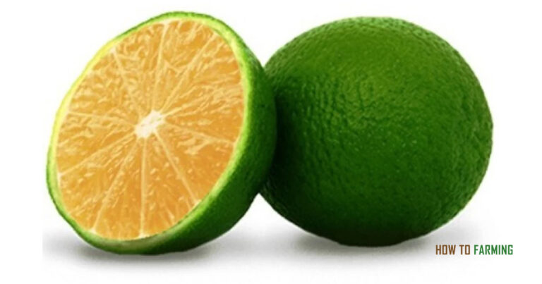 How to Grow Sweet Lemon