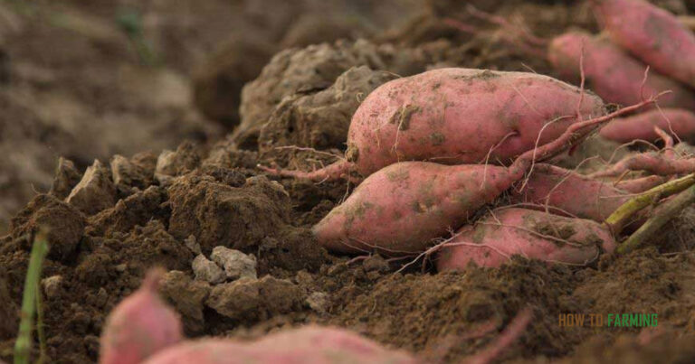 How to Grow Sweet Potatoes